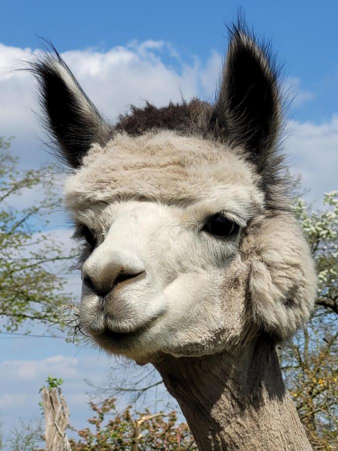 Appartamento Maerchenhaft Urlauben Auf Dem Alpakahof *